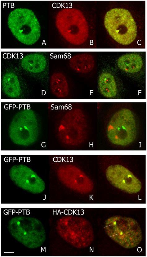 pnc protein|Full article: The perinucleolar compartment: structure, function, .